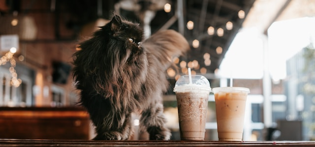 Dark brown long haired cat at coffee shop on a dark wood table by two iced coffees in plastic cups